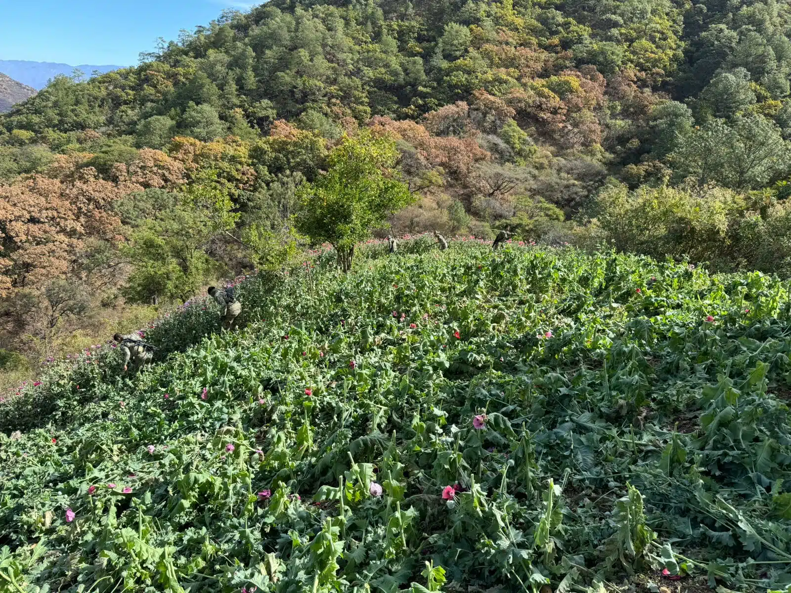 Plantíos de amapola