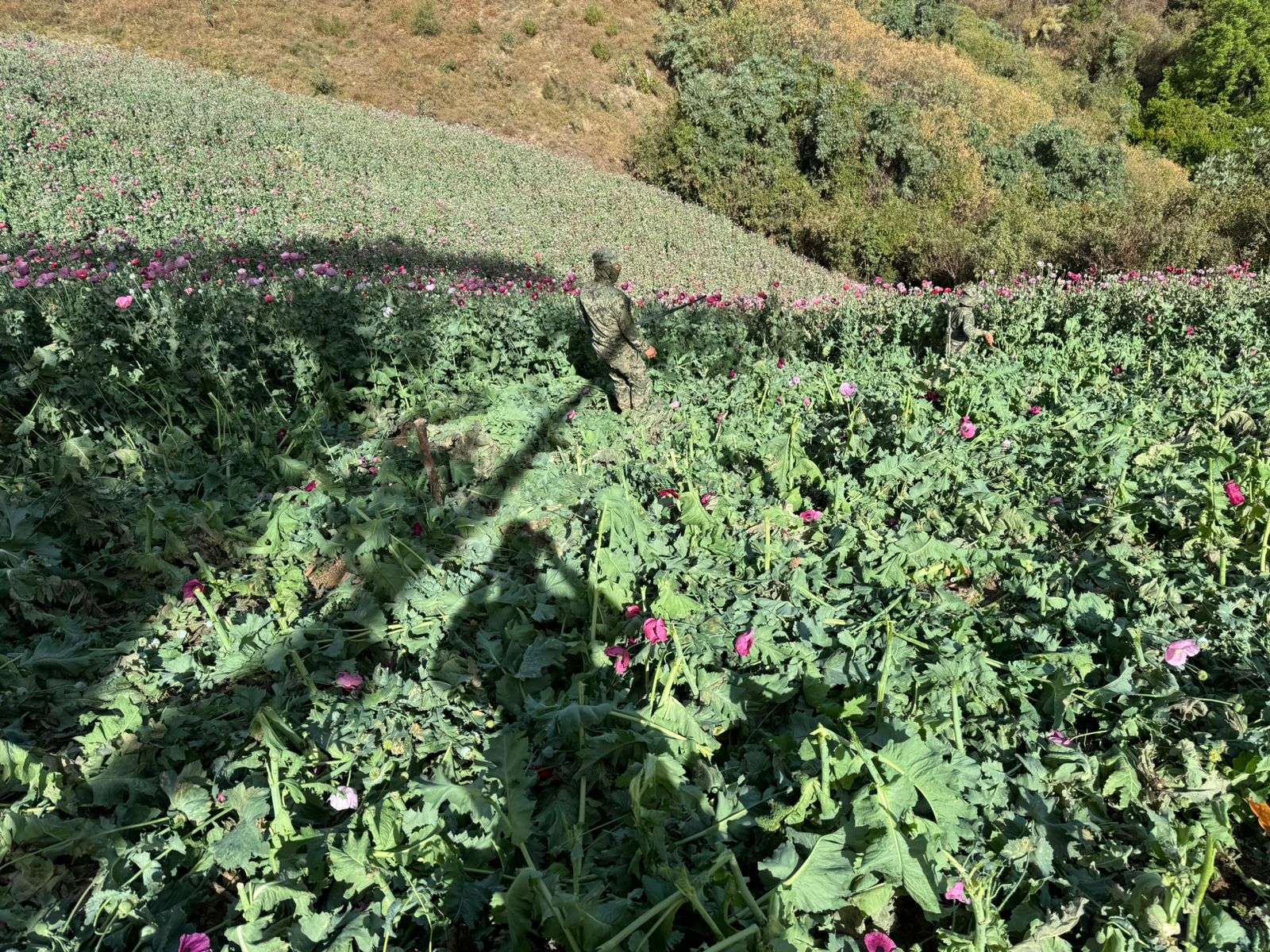 Plantíos de amapola y un elemento de la Semar en medio