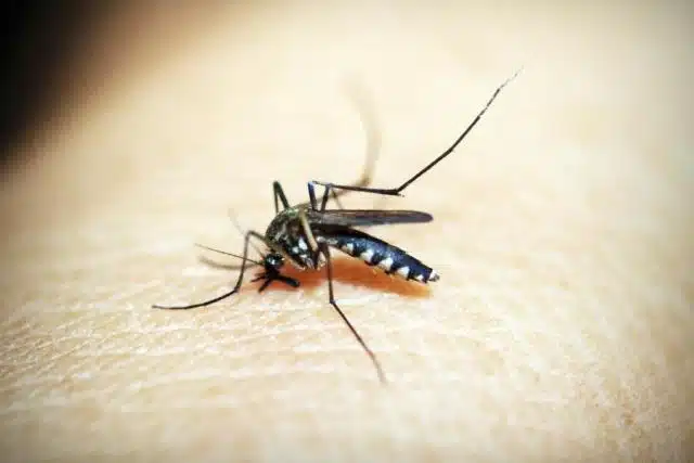 Aumentan casos de dengue en Sao Paulo; declaran estado de emergencia