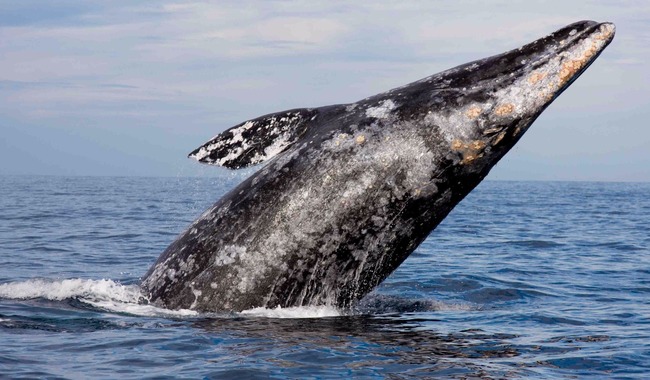 Ballena gris