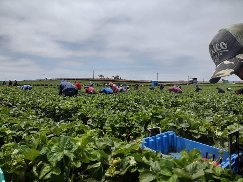 JORNALEROS TRABAJANDO