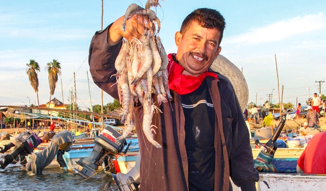 Hombre con camarones en la mano