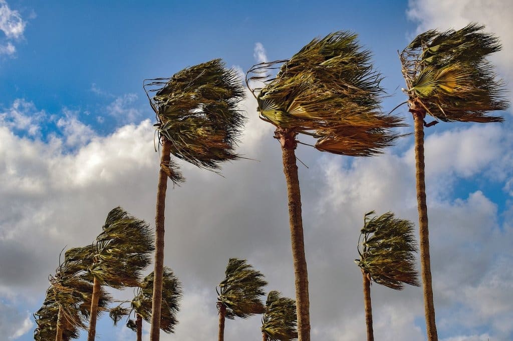 Palmeras ladeandose con el viento