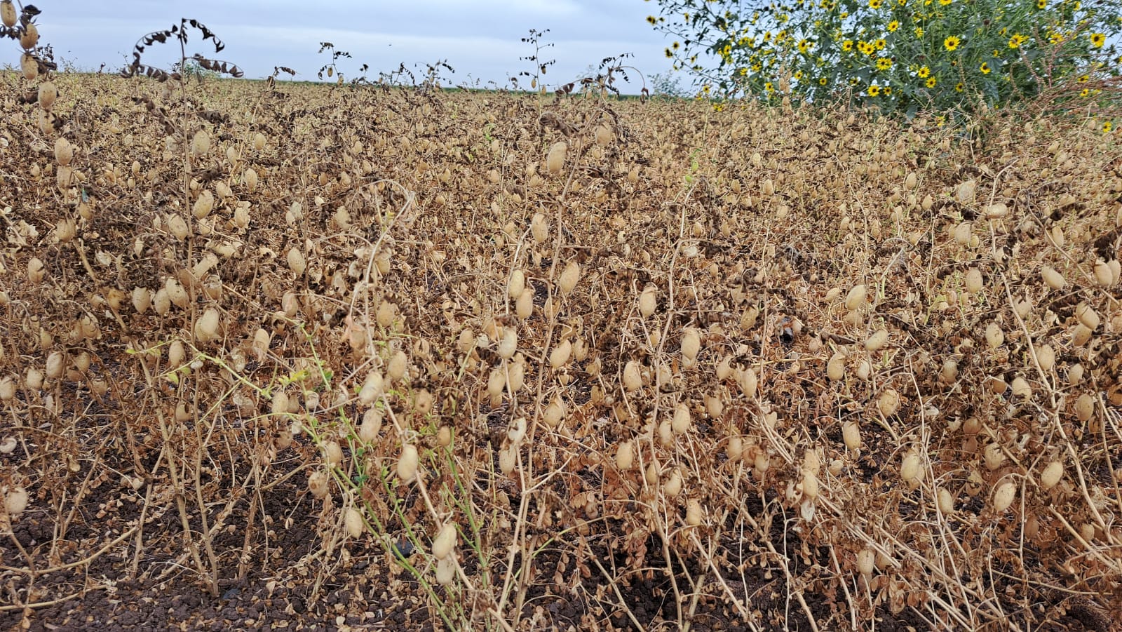 Cultivo de garbanzo