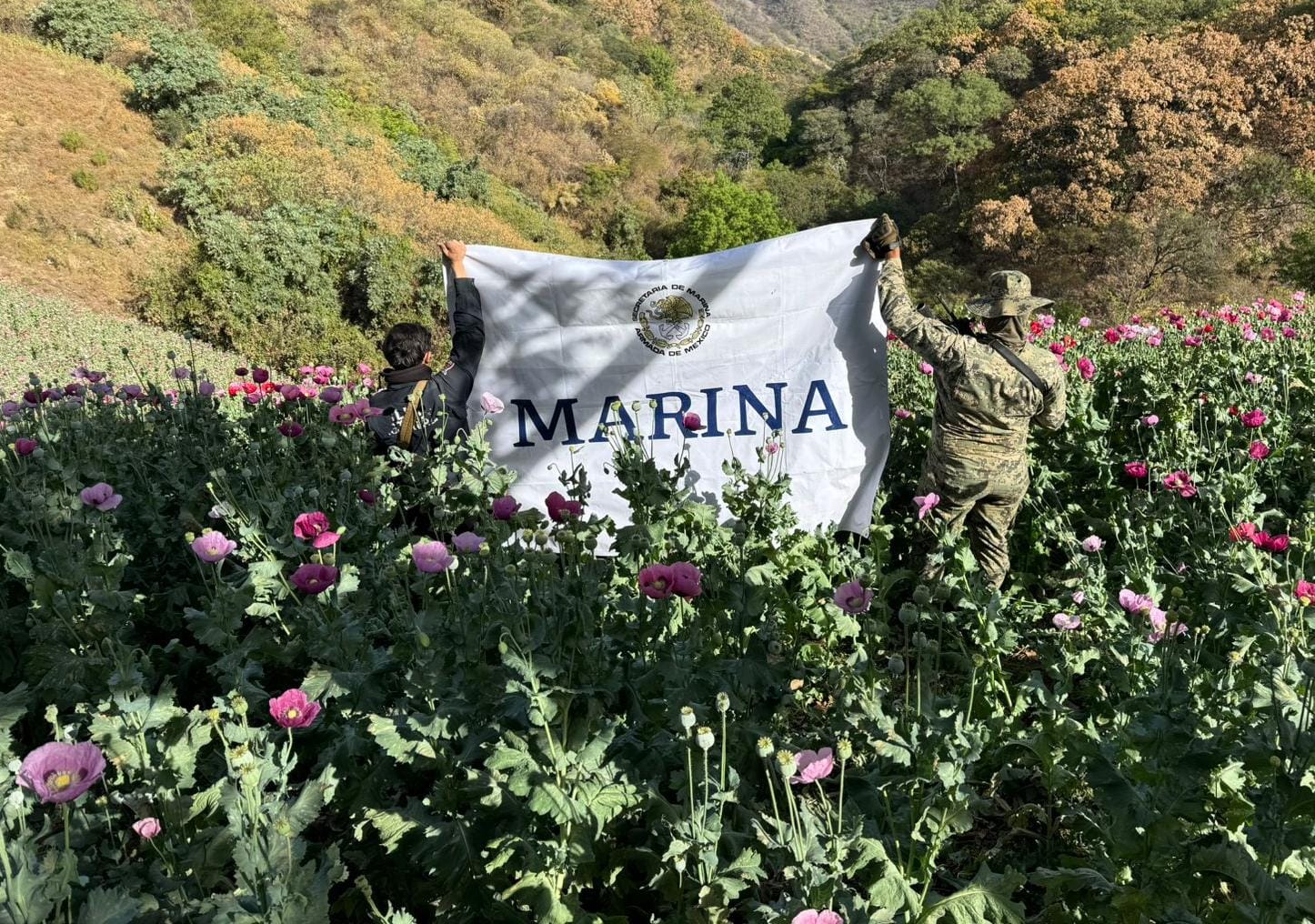 Plantíos de amapola