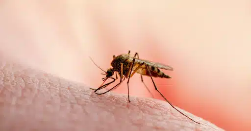 Alertan por desbordado aumento en casos de dengue en Argentina
