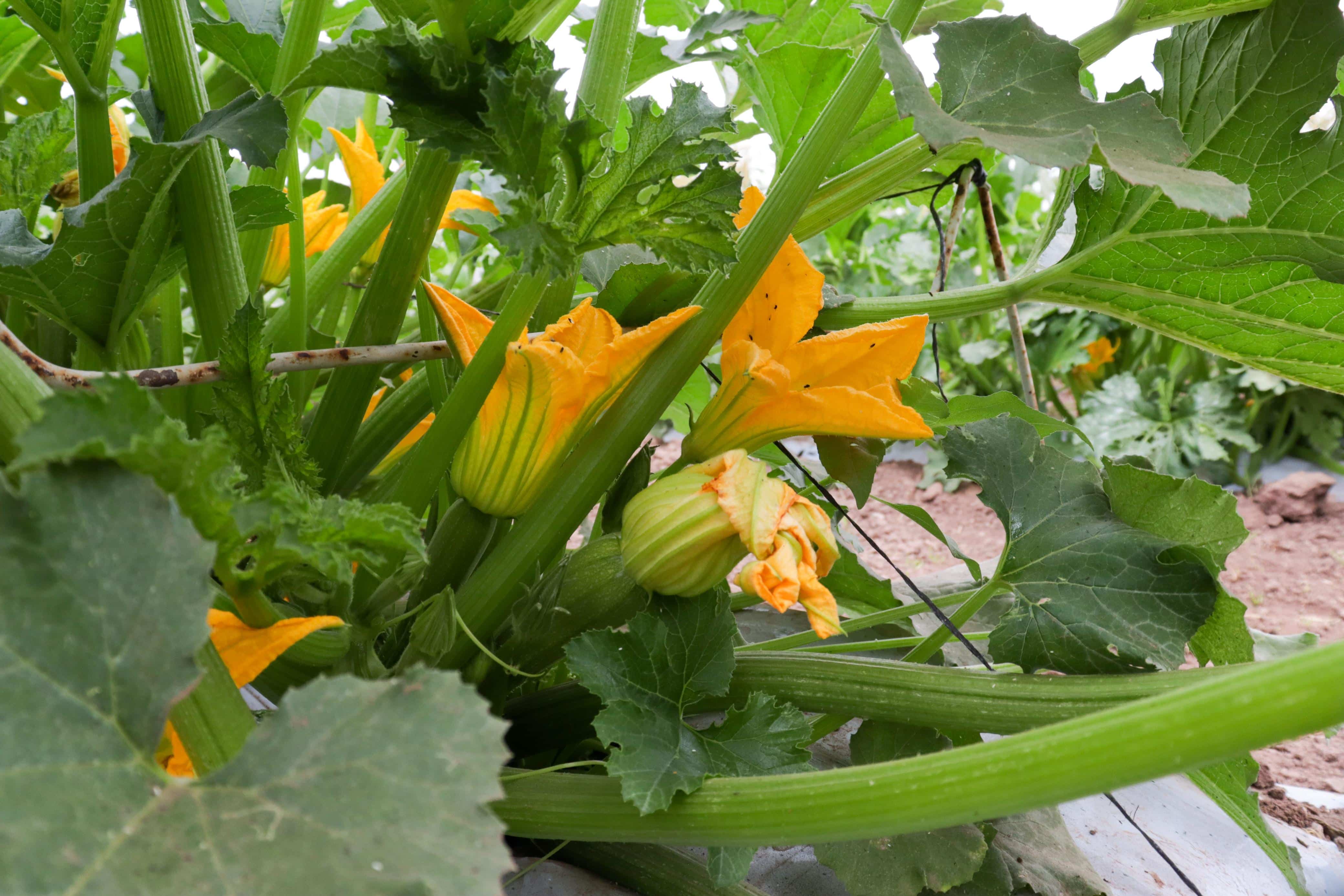 Flor de calabaza