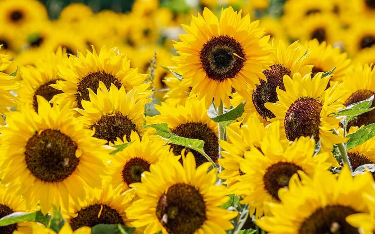 Girasoles