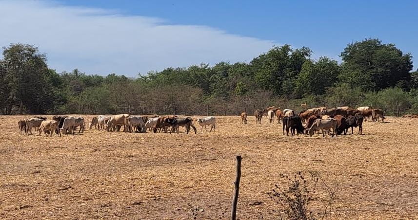 Ganado en un corral