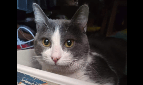 Gatito para adopción en veterinaria de Izcalli