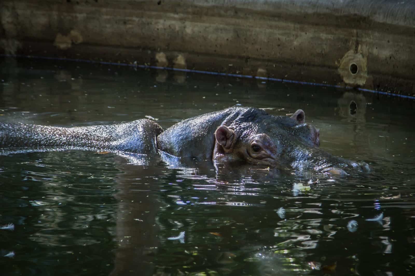 Hipopótamo adentro del agua
