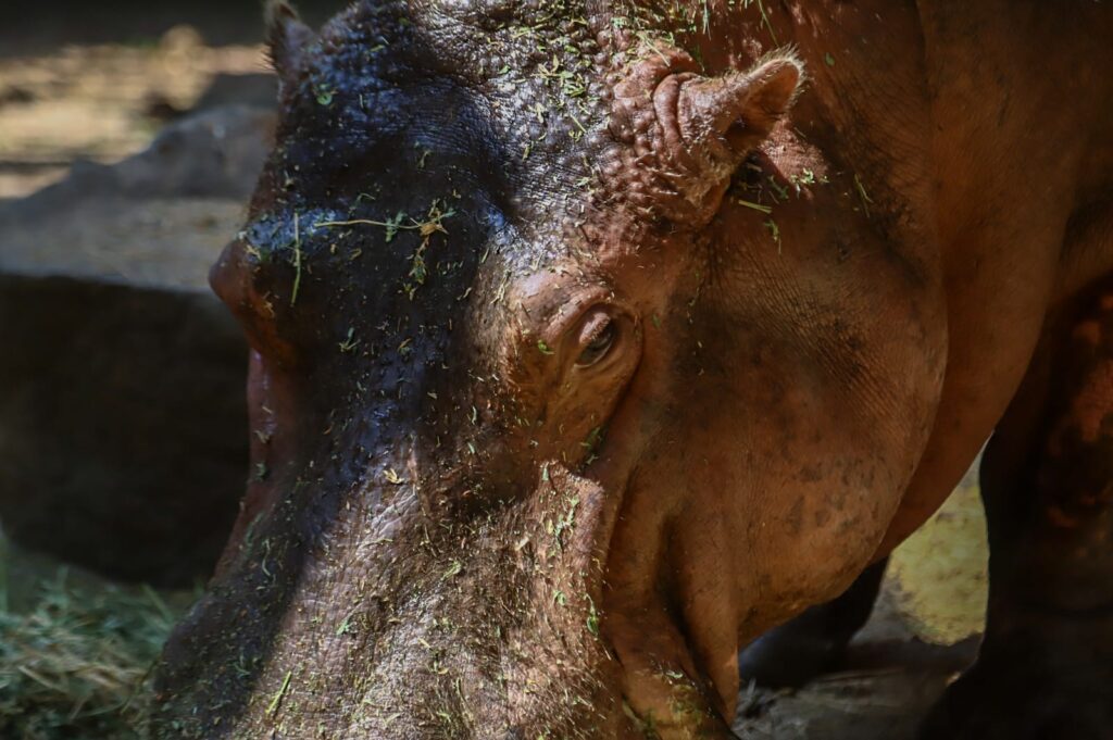 Cara de un hipopótamo