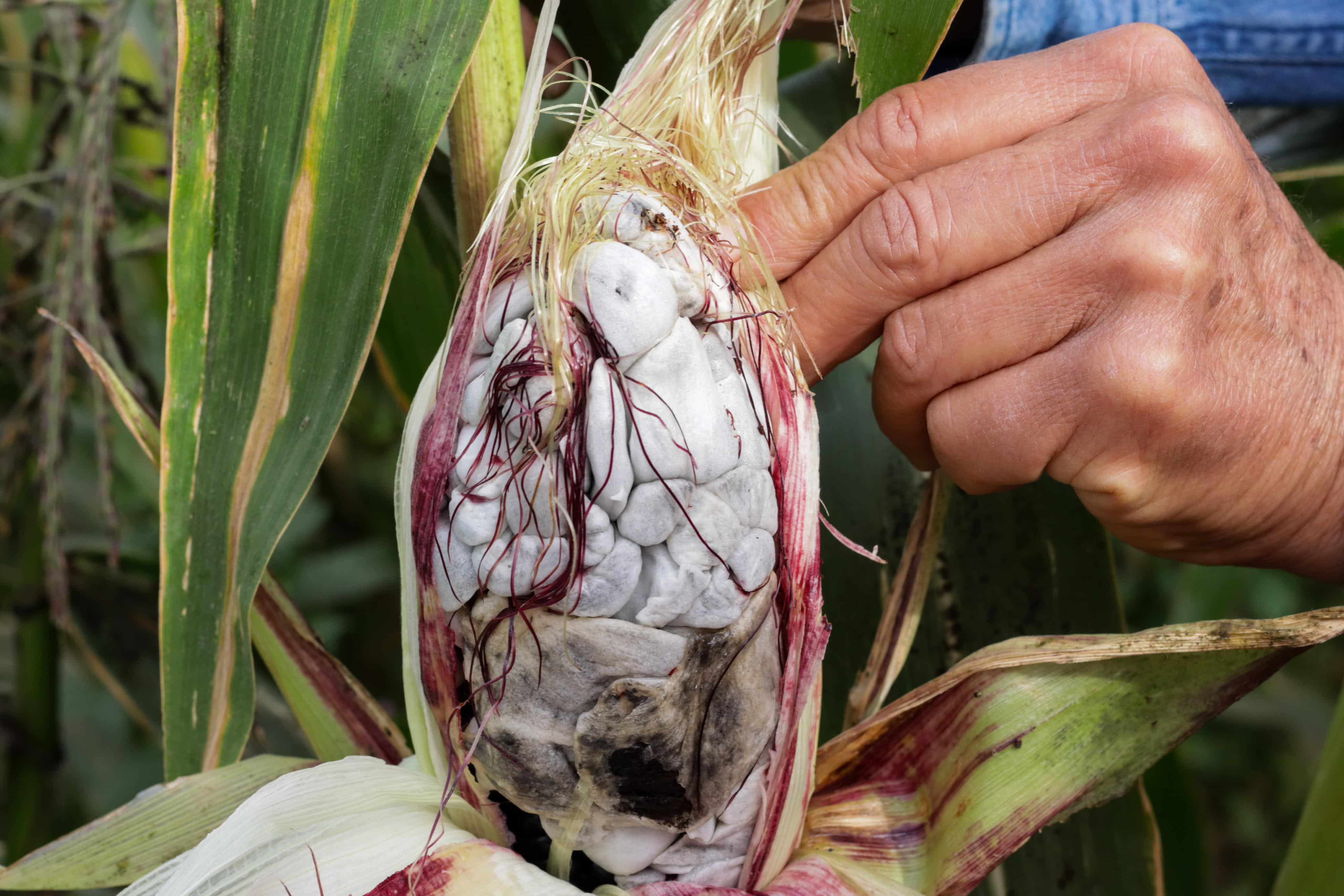 Maíz Huitlacoche en Sinaloa