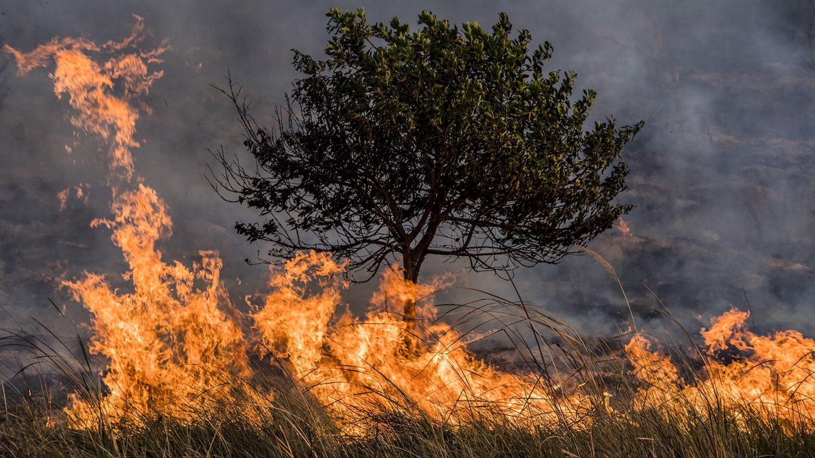 Incendio forestal