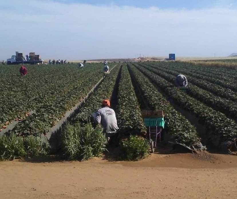 JORNALEROS TRABAJANDO