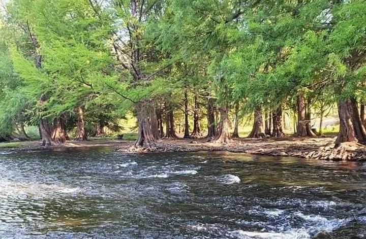 Los Sabinos, en una de las desembocadura de la presa El Sabinal, sindacura de Ocoroni