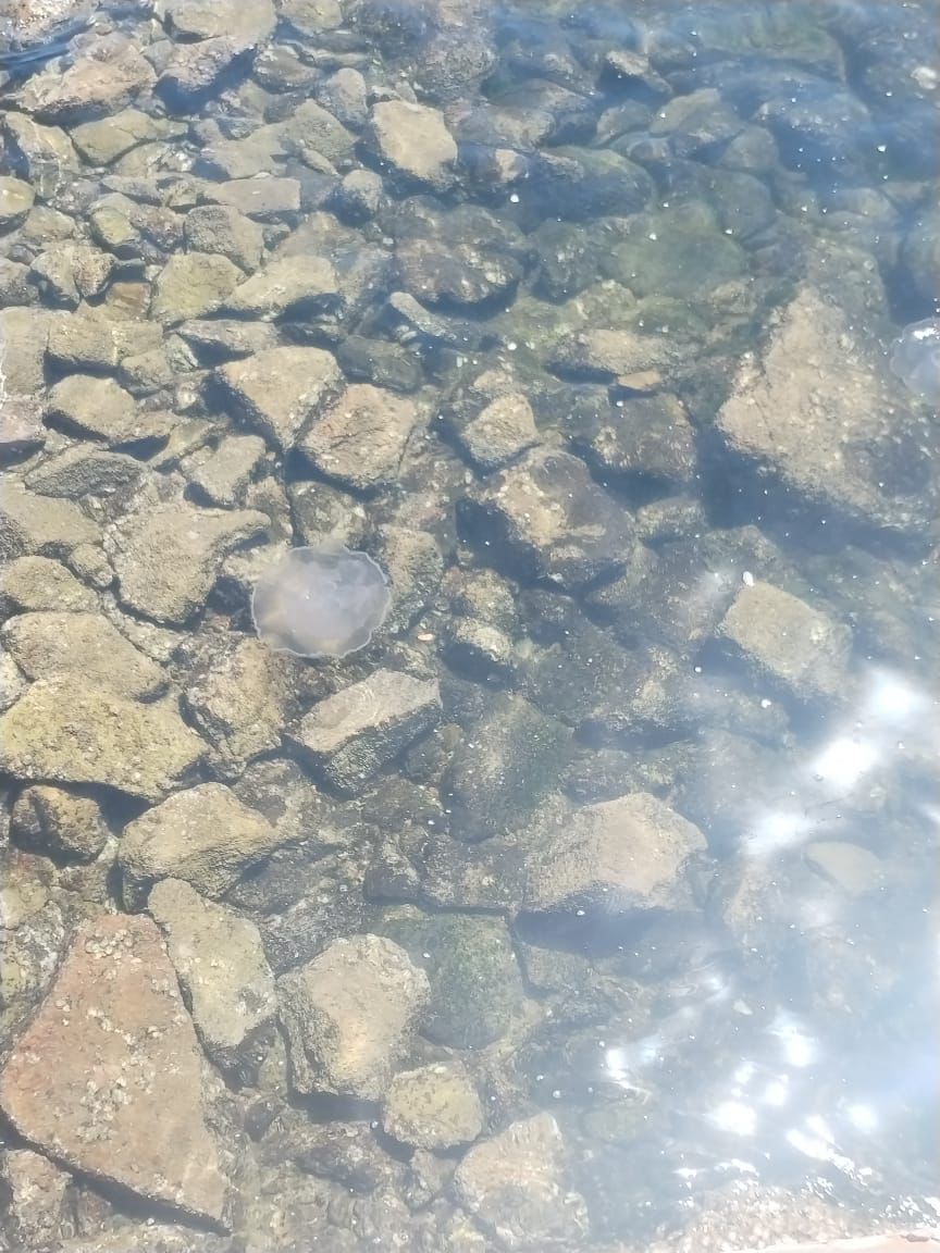Meduza a la orilla del mar