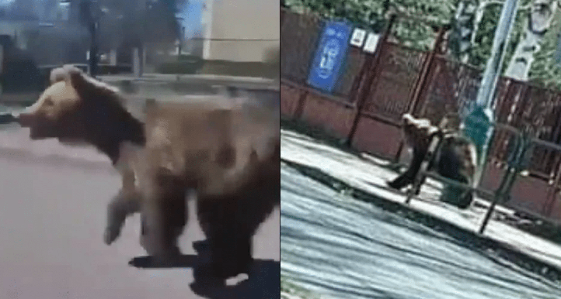 Ataque de oso en Eslovenia