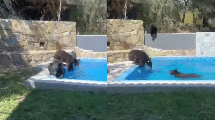 Captan a familia de osos disfrutando de una alberca en Nuevo León