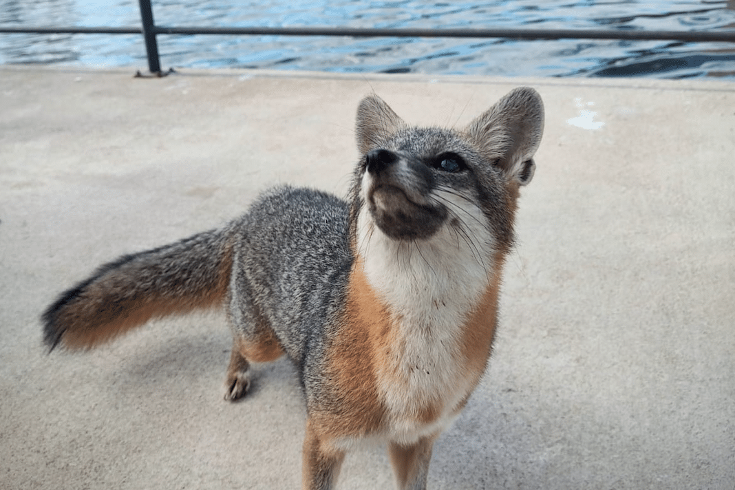 “Panchita” en el Gran Acuario de Mazatlán