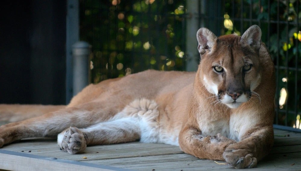 Puma ataca a dos campesinos en Tamaulipas; lo matan para poder sobrevivir
