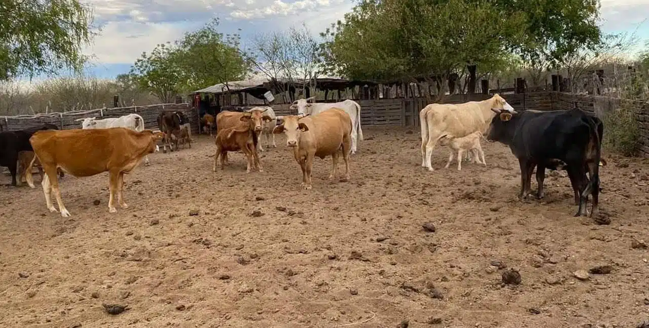 Vacas dentro de corral