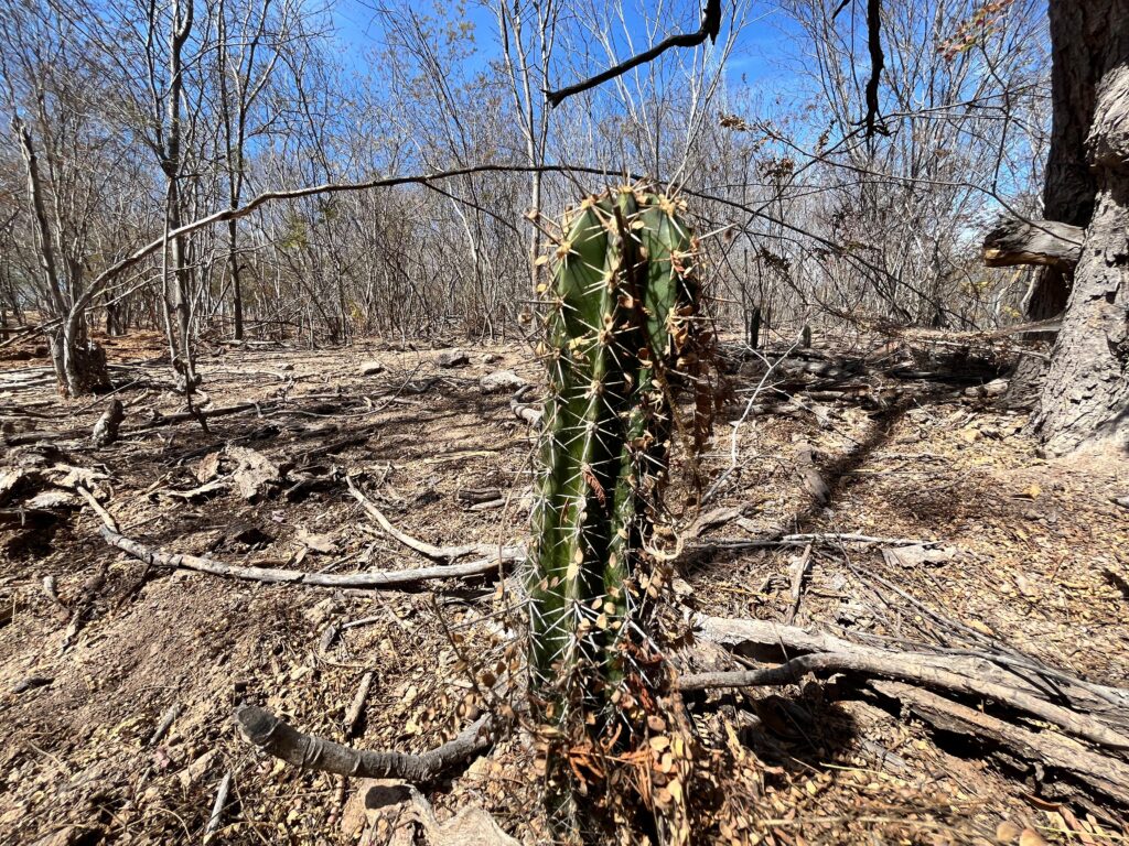 Cactus en medio de una zona que se ve desértica 