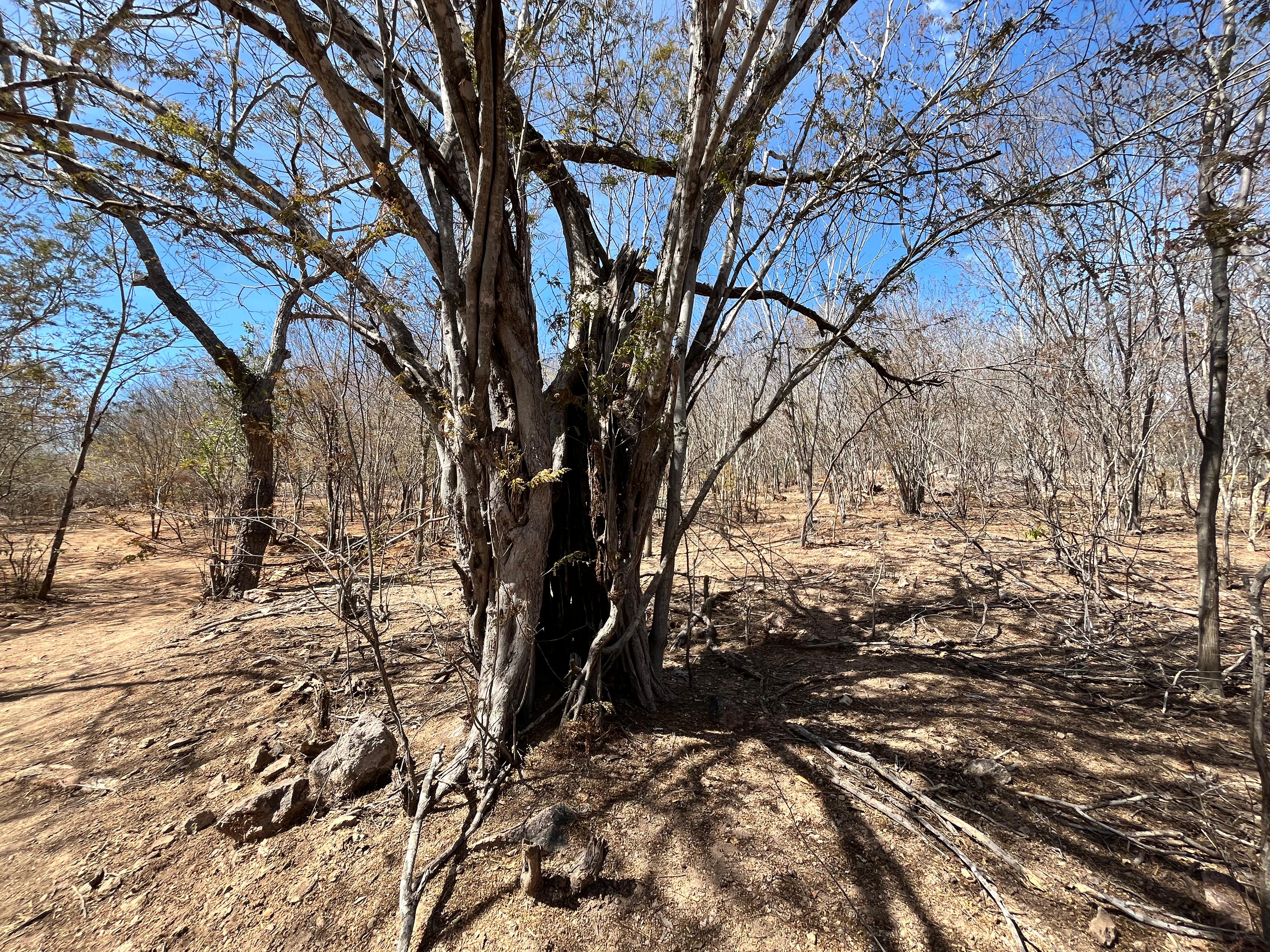 Árbol seco en un lugar desértico