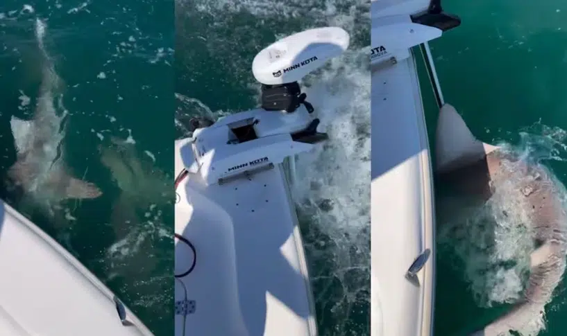Tiburones enfurecidos atacan bote en Florida, EU