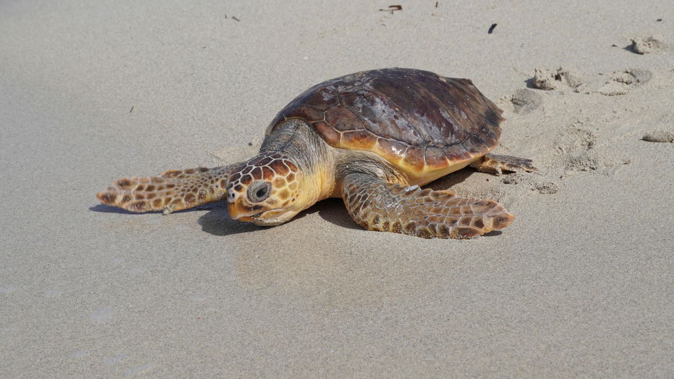 Mueren 9 personas en Tanzania por consumo de carne de tortuga marina