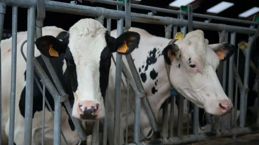 EU detecta gripe aviar en ganado y muestras de leche