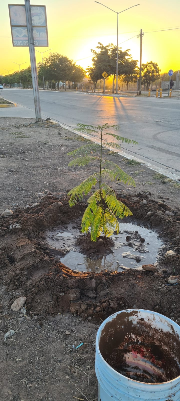 Árbol plantado