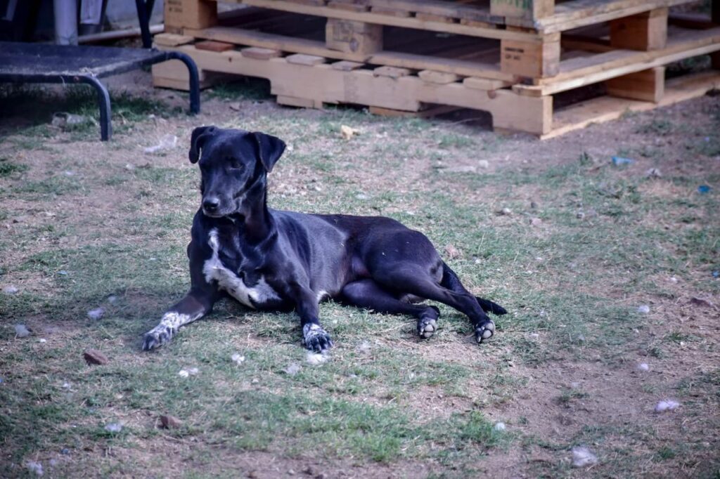 Perro color negro acostado sobre el zacate de un lugar