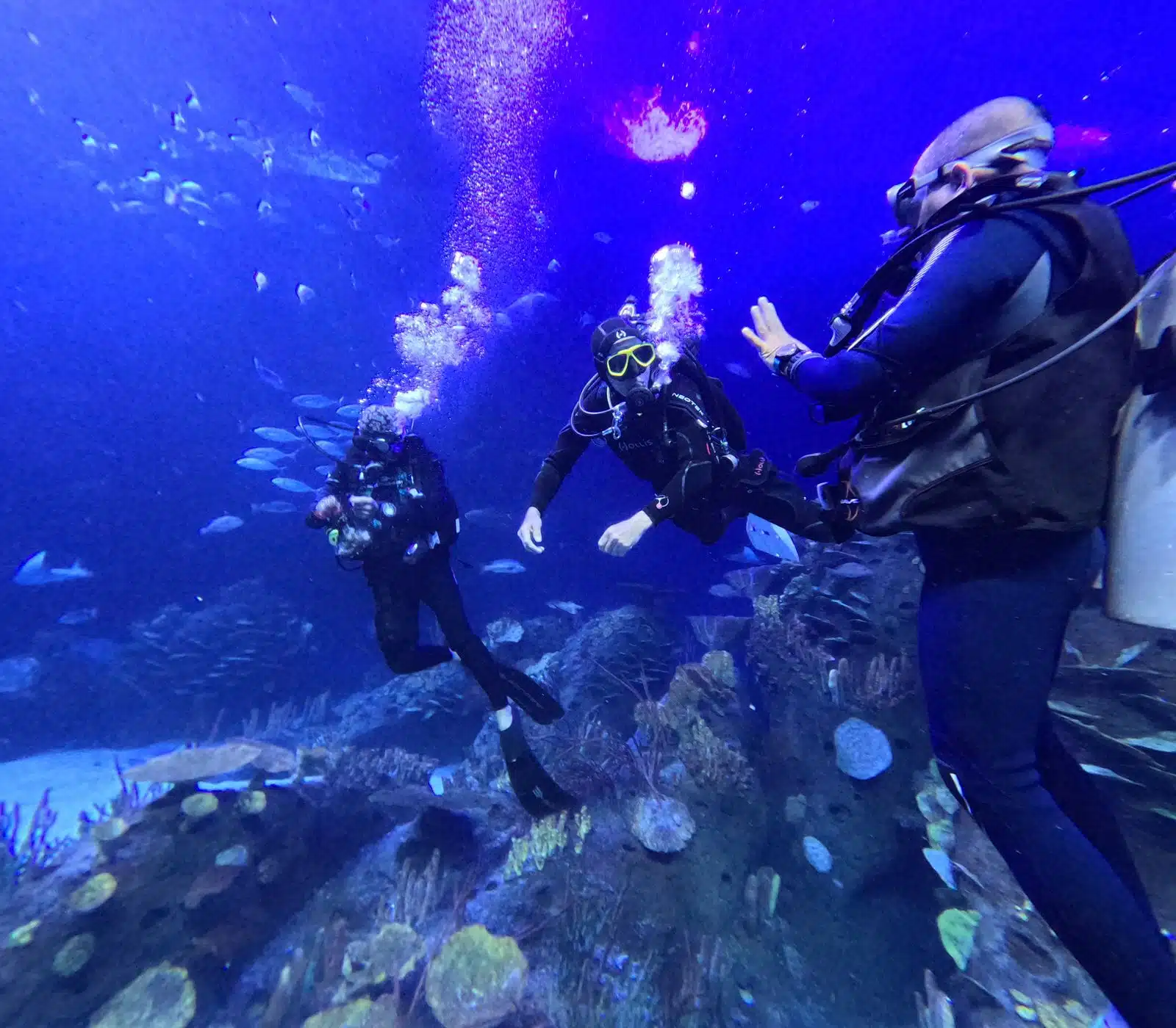 Equipo de buzos del Gran Acuario Mazatlán Mar de Cortés durante sus prácticas para obtener la certificación Divemaster