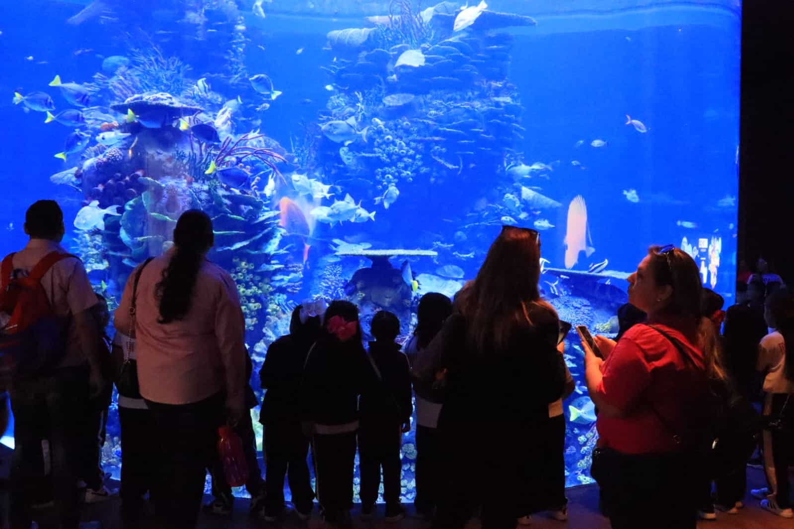 Visitantes al Gran Acuario Mar de Cortés