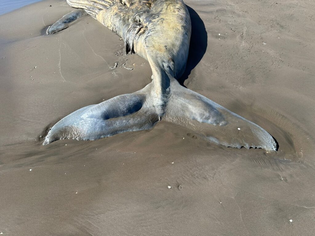 Restos de ballena en playa de Navolato