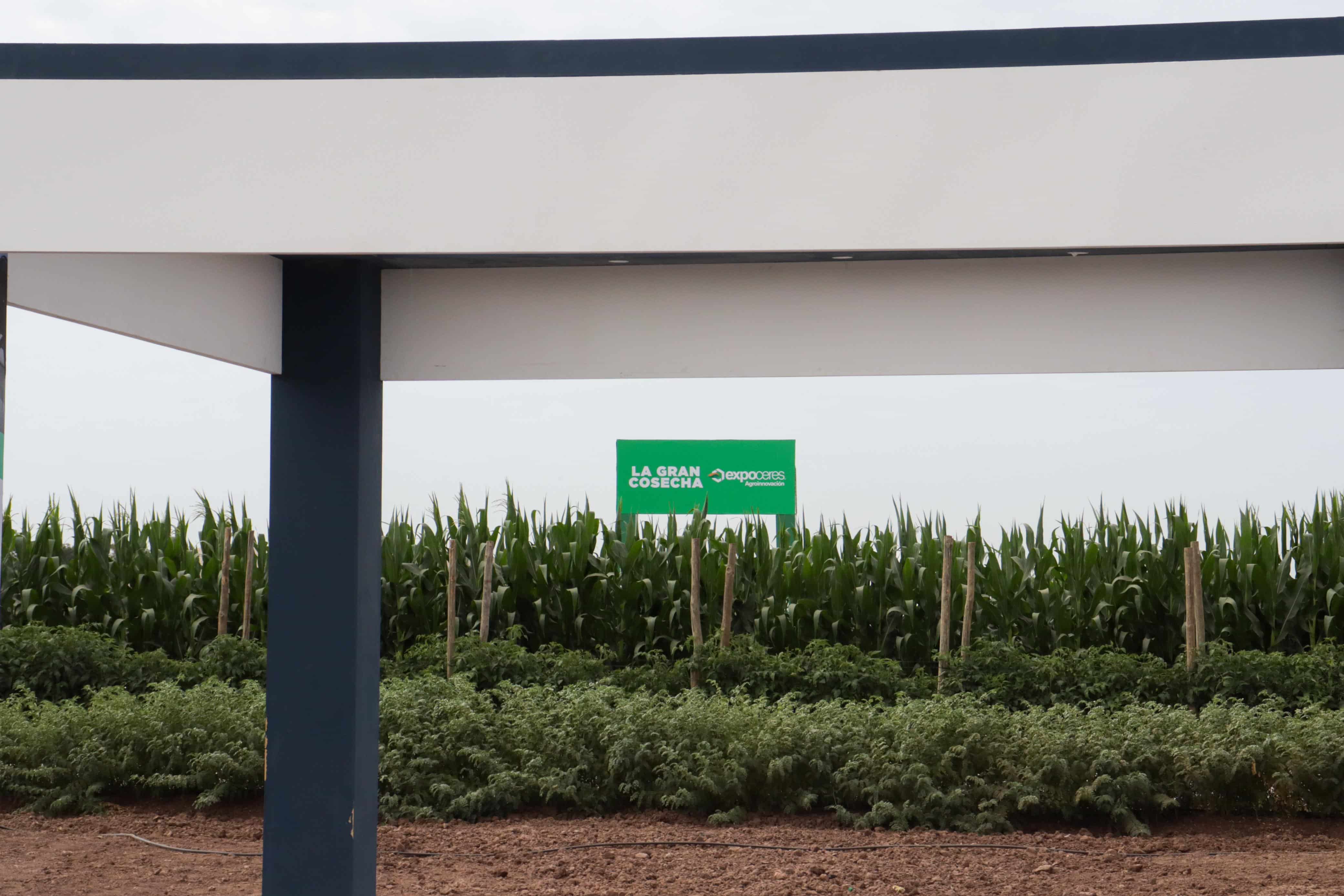 Área de demostración de campo