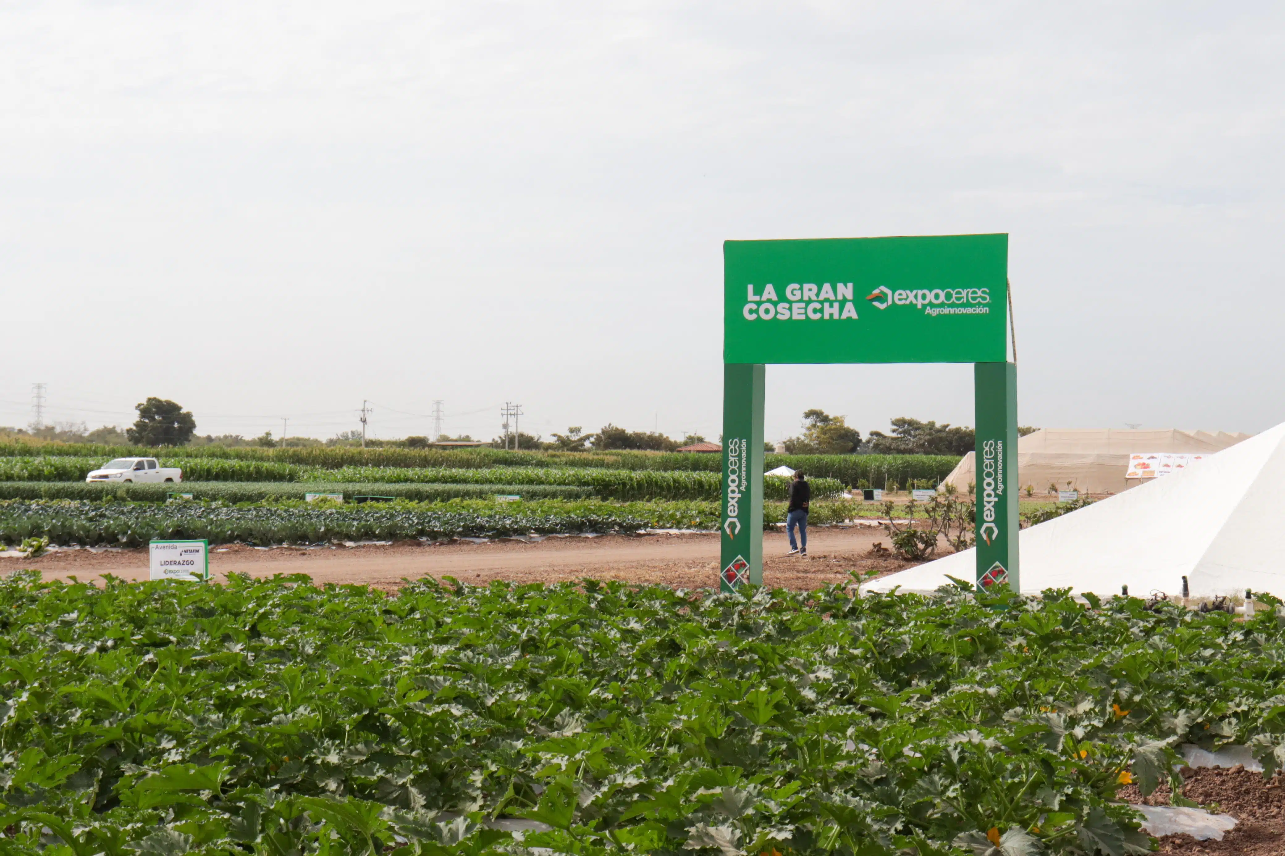 Área de demostración de campo