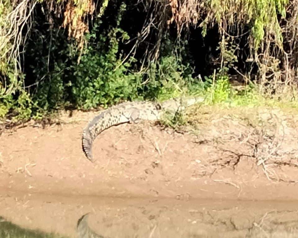 Remover a los cocodrilos donde han sido avistados en Guasave no es la solución