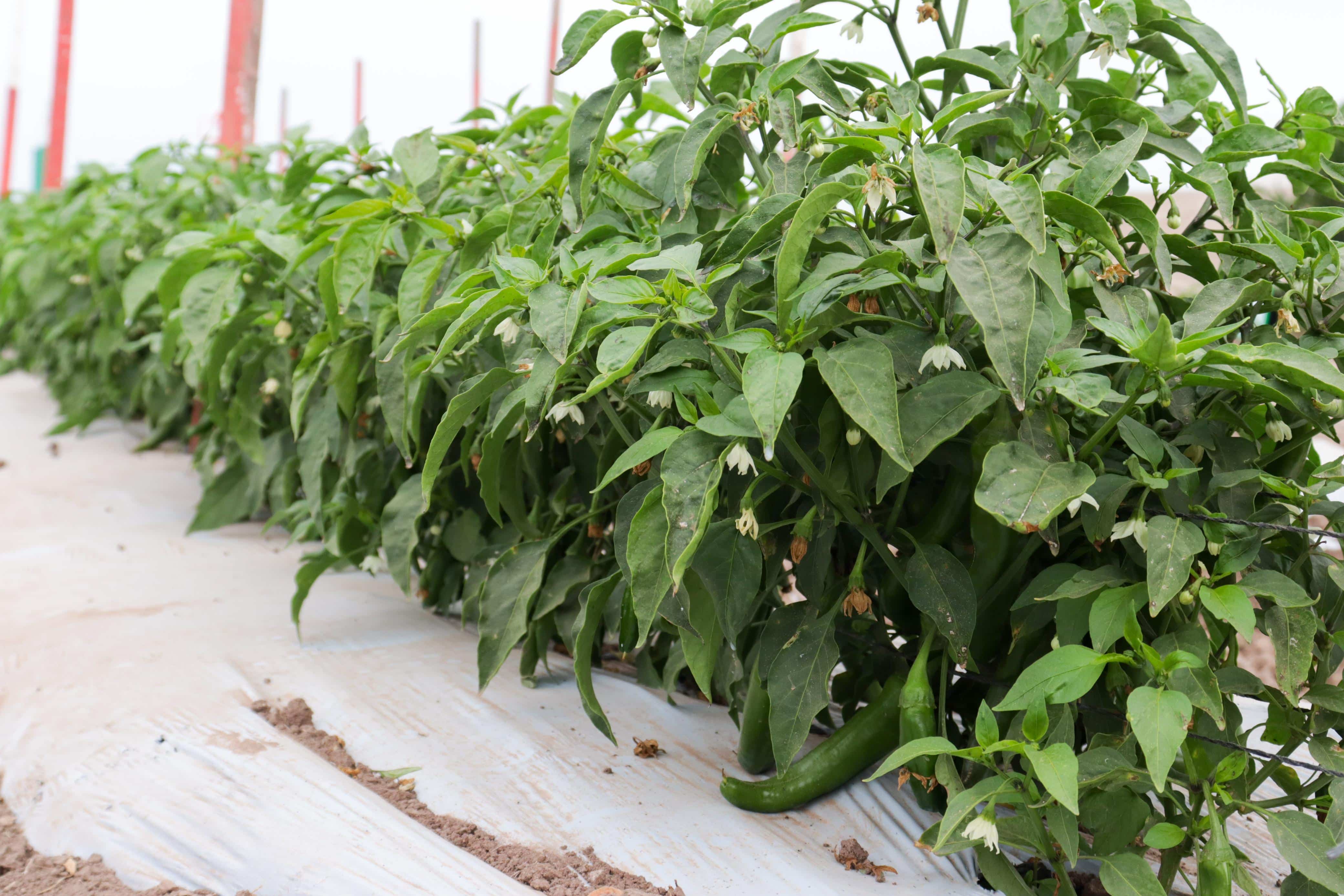 Cultivo de chile
