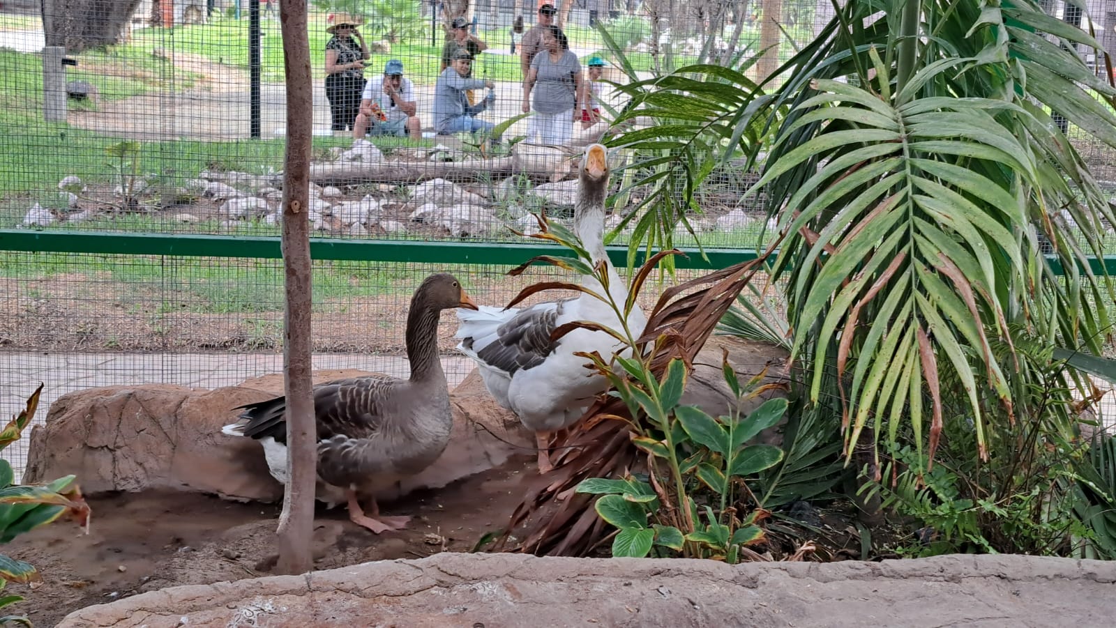 Especies en Acuario Mar de Cortés en Mazatlán.