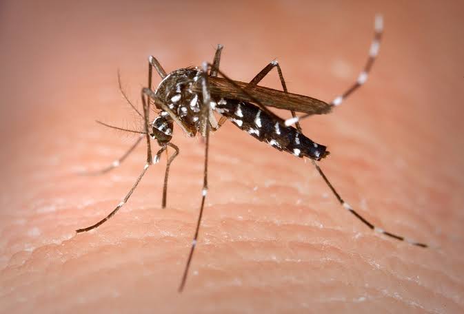 Se ha detectado el primer caso de dengue en la región del Évora