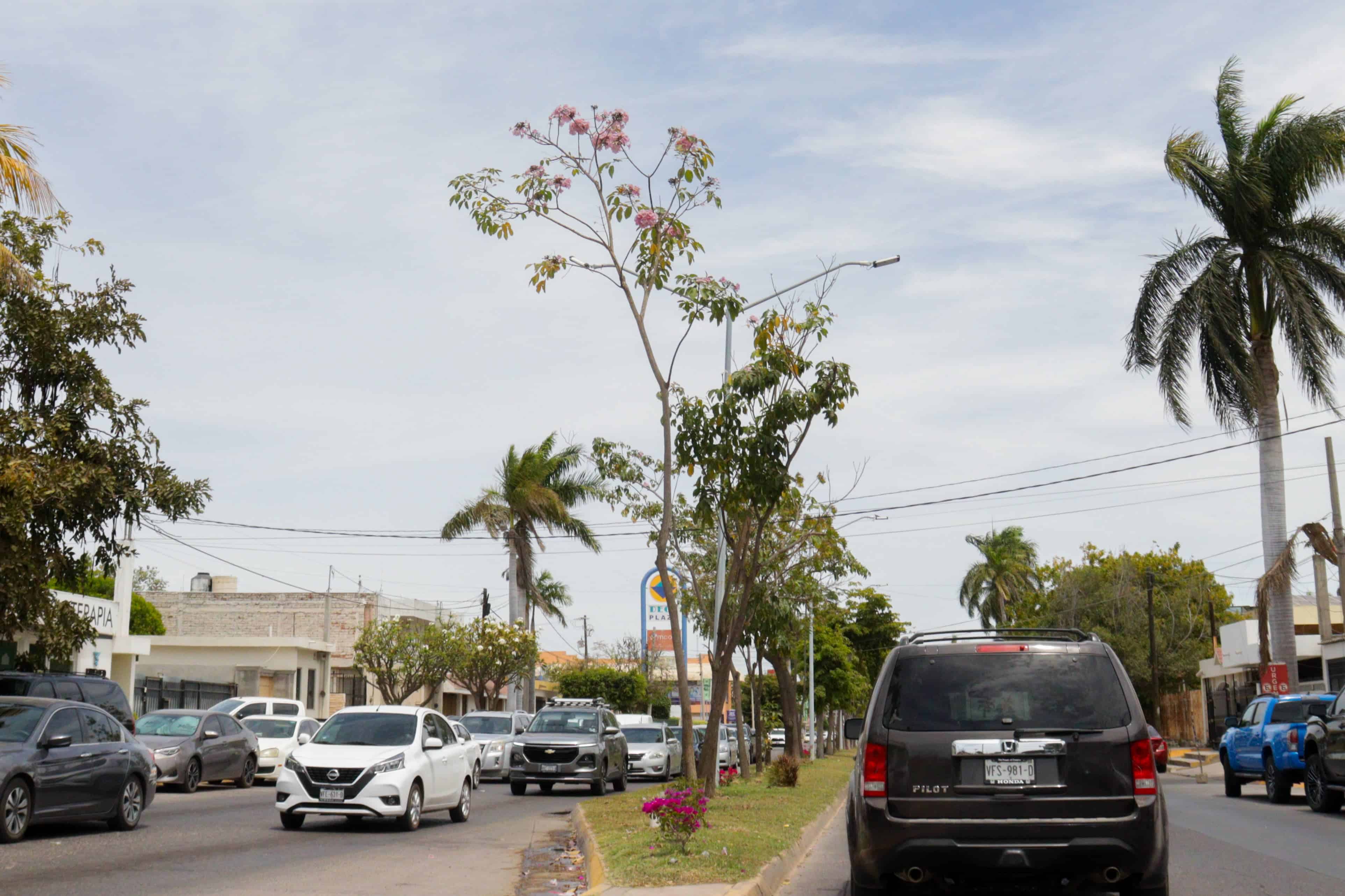 AMAPA ROSA LOS MOCHIS