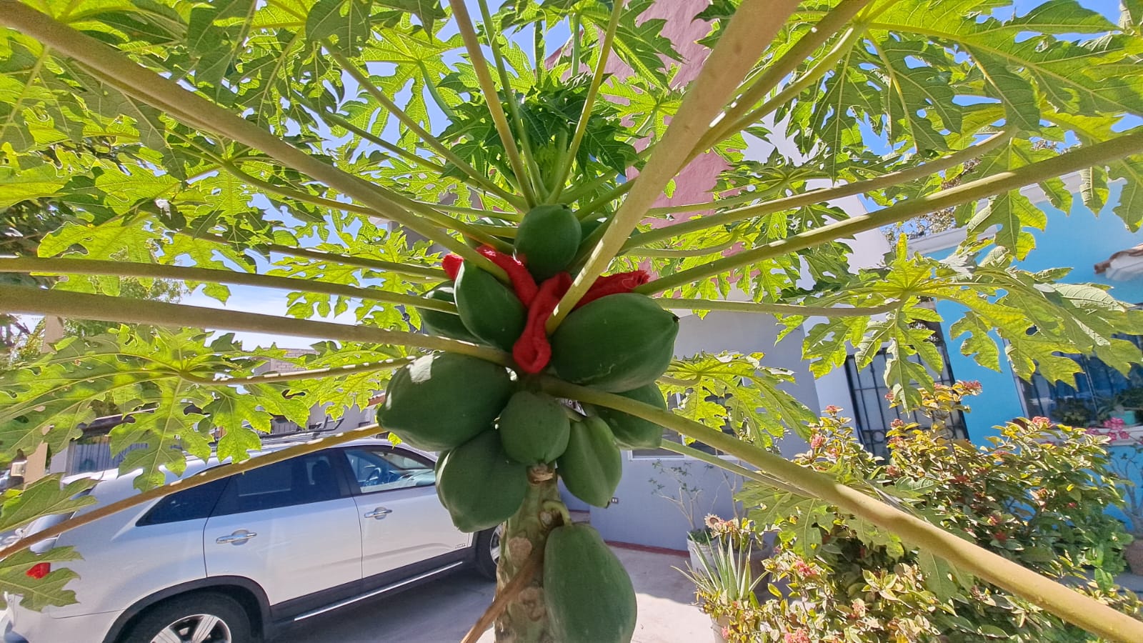 Árboles con listones rojos para protección del eclipse en Los Mochis