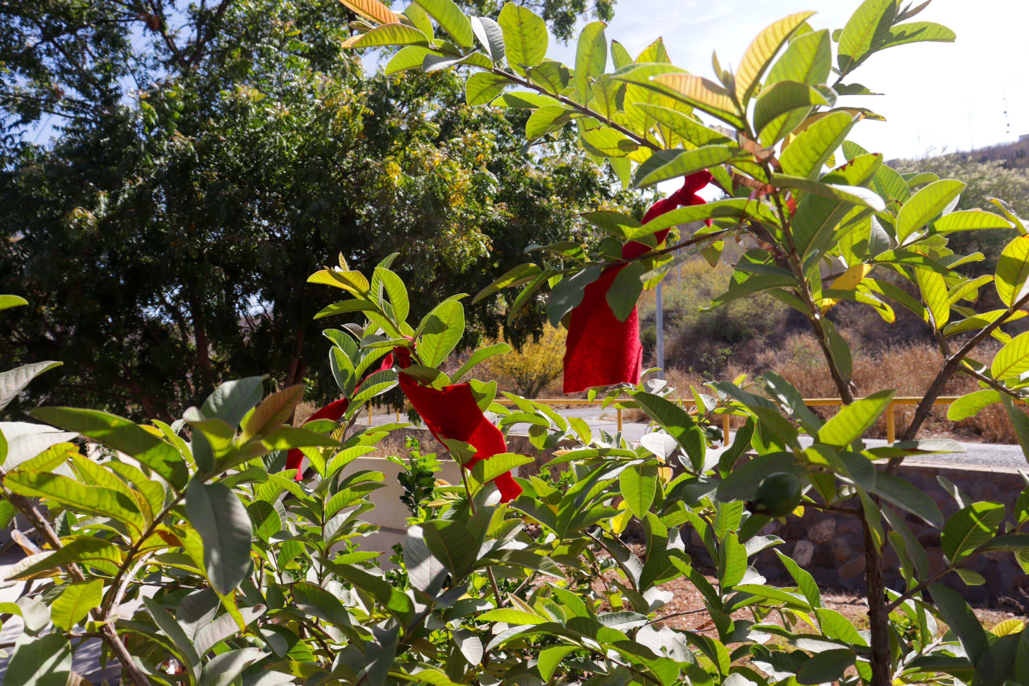 Árboles con listones rojos para protección del eclipse en Los Mochis