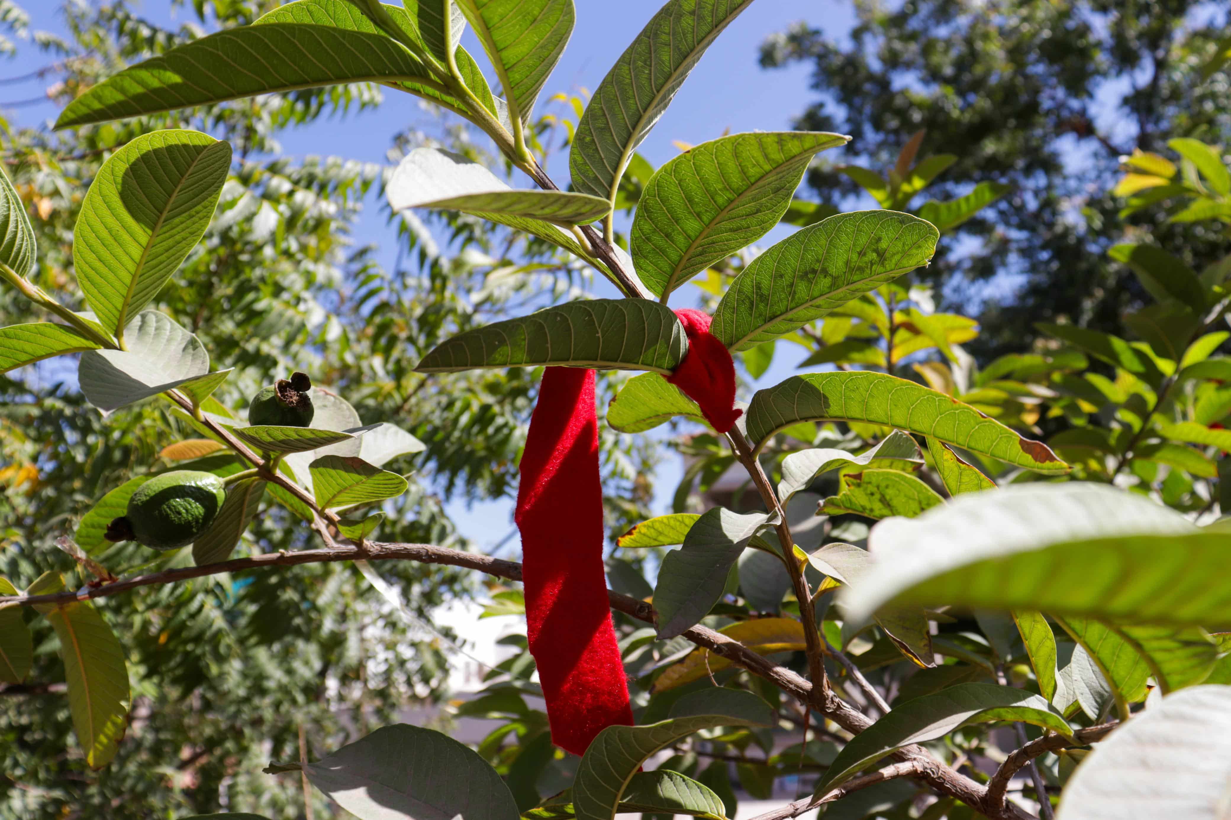 Árboles con listones rojos para protección del eclipse en Los Mochis
