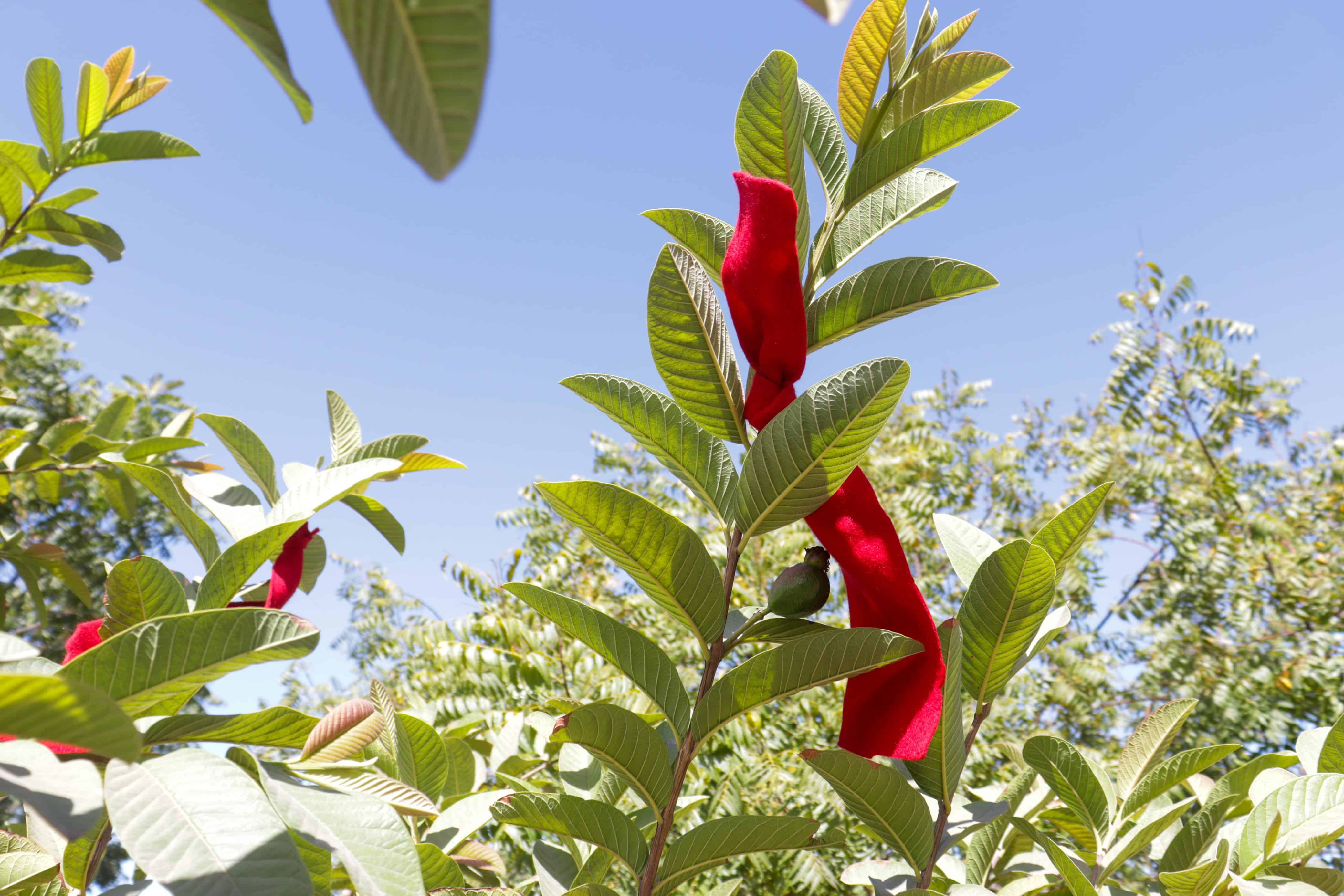 Árboles con listones rojos para protección del eclipse en Los Mochis