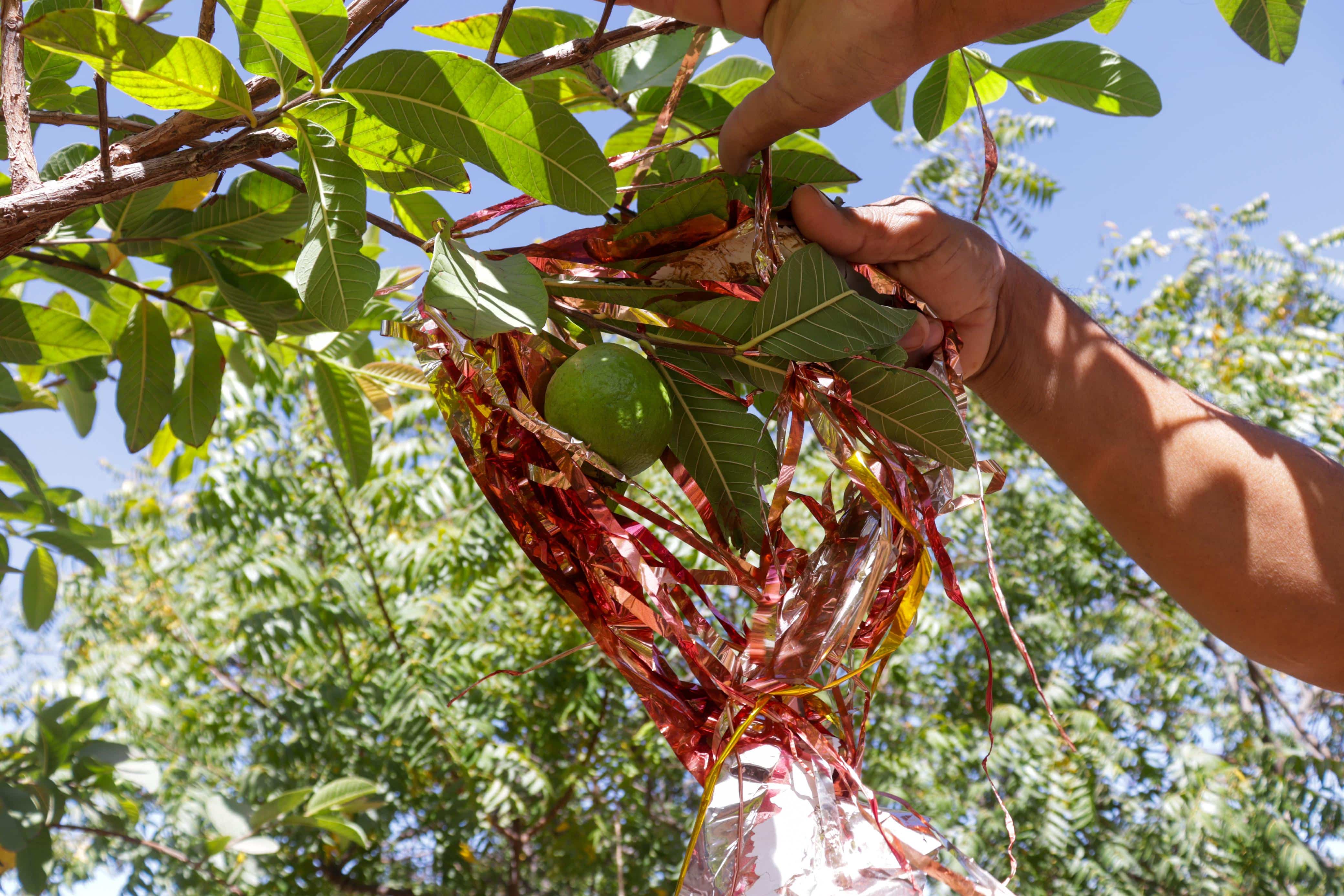 Árboles con listones rojos para protección del eclipse en Los Mochis