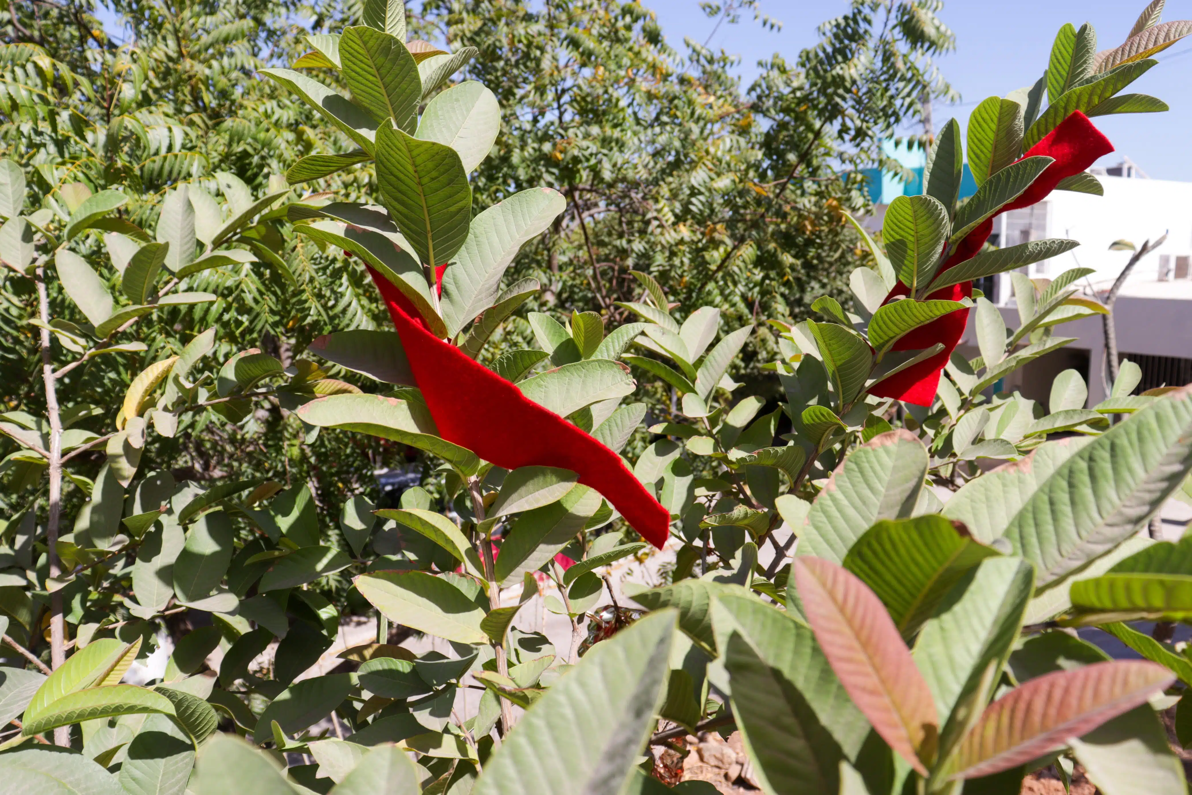 Árboles con listones rojos para protección del eclipse en Los Mochis