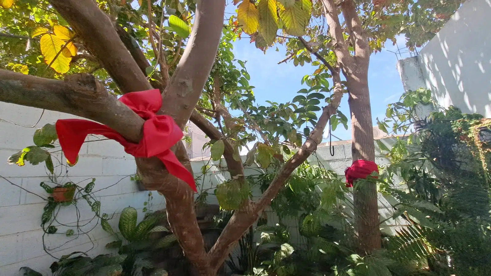 Árboles con listones rojos para protección del eclipse en Los Mochis